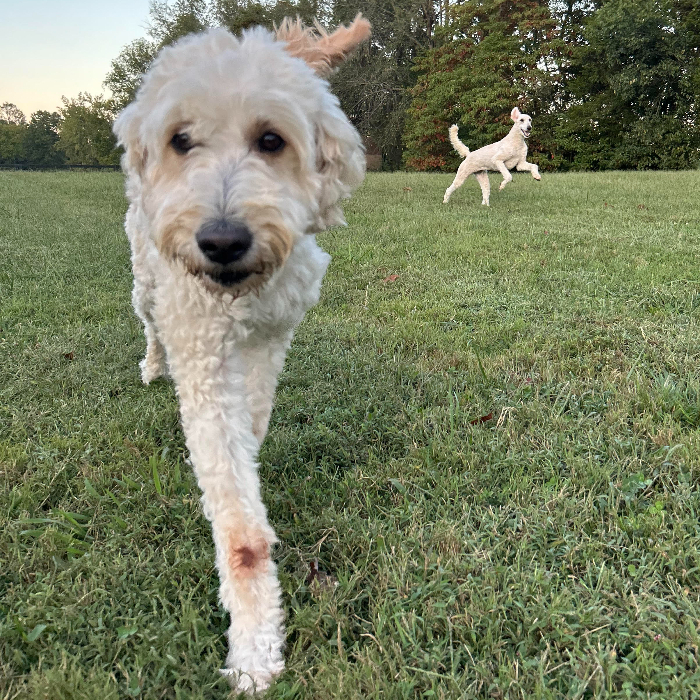 Gasparilla "Gaspy" Anne, an adoptable Goldendoodle in Louisville, KY, 40206 | Photo Image 2