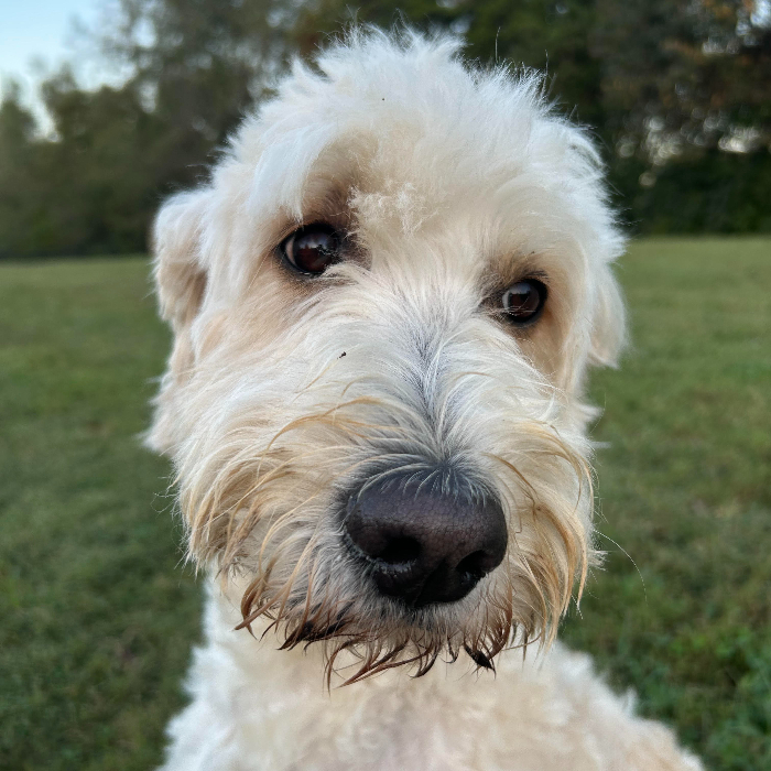 Gasparilla "Gaspy" Anne, an adoptable Goldendoodle in Louisville, KY, 40206 | Photo Image 3