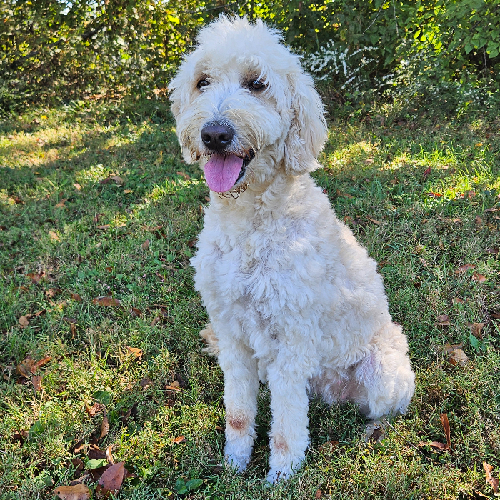 Gasparilla "Gaspy" Anne, an adoptable Goldendoodle in Louisville, KY, 40206 | Photo Image 5