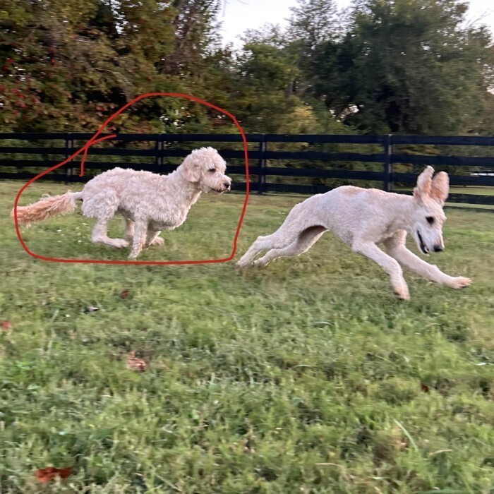 Gasparilla "Gaspy" Anne, an adoptable Goldendoodle in Louisville, KY, 40206 | Photo Image 6