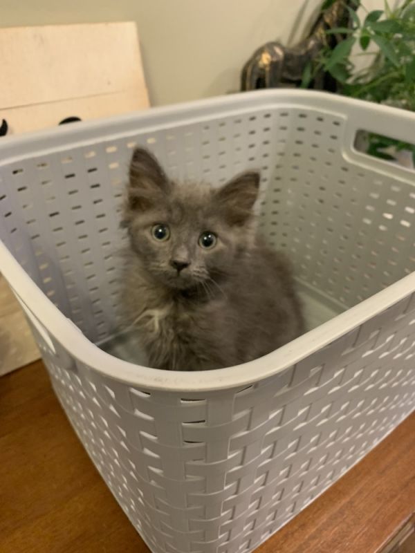 Frank The Tank photo 1