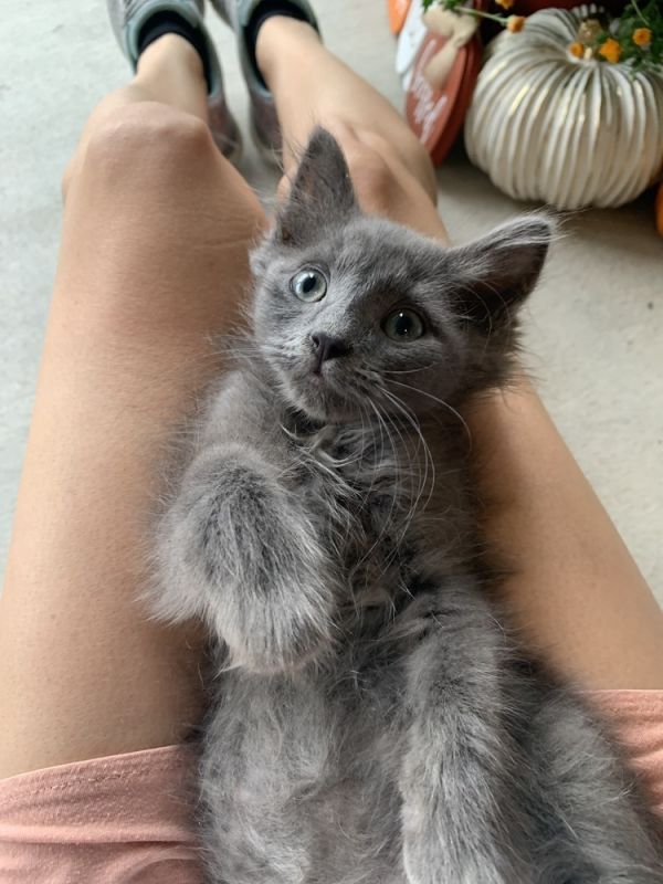 Frank The Tank thumbnail 2