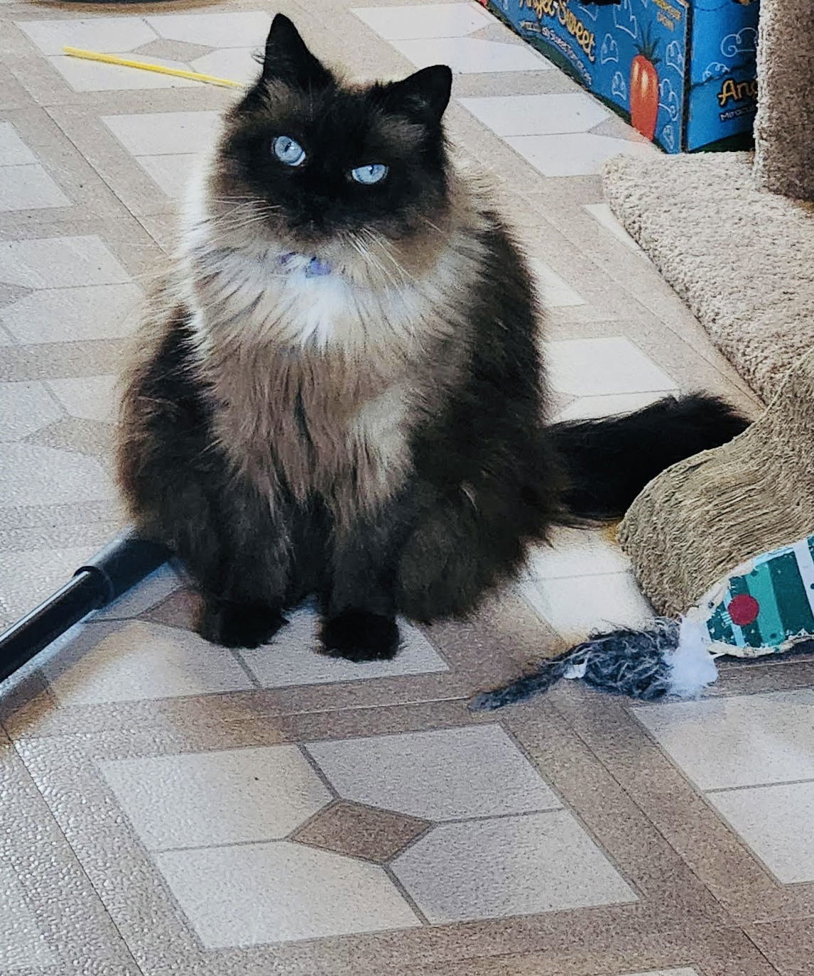 Looney Tunes, an adoptable Himalayan, Domestic Long Hair in St. Cloud, MN, 56301 | Photo Image 1