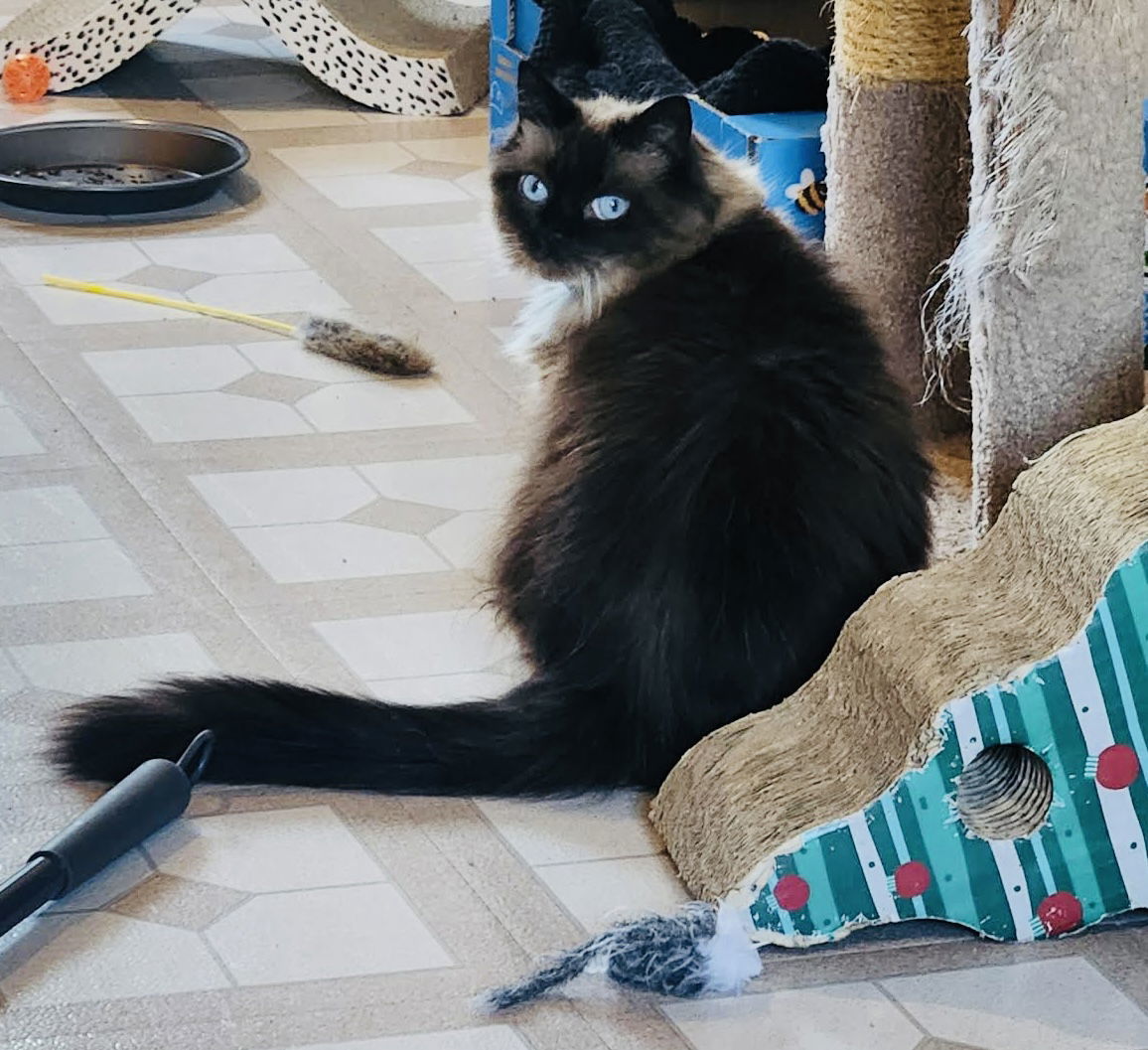 Looney Tunes, an adoptable Himalayan, Domestic Long Hair in St. Cloud, MN, 56301 | Photo Image 2