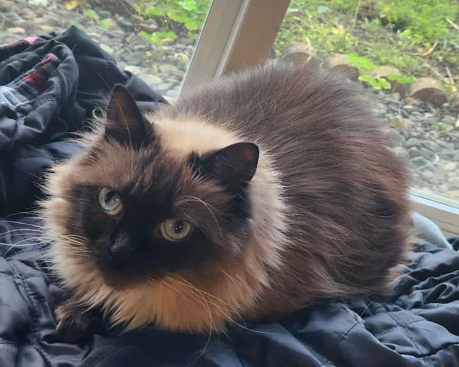 Looney Tunes, an adoptable Himalayan, Domestic Long Hair in St. Cloud, MN, 56301 | Photo Image 3