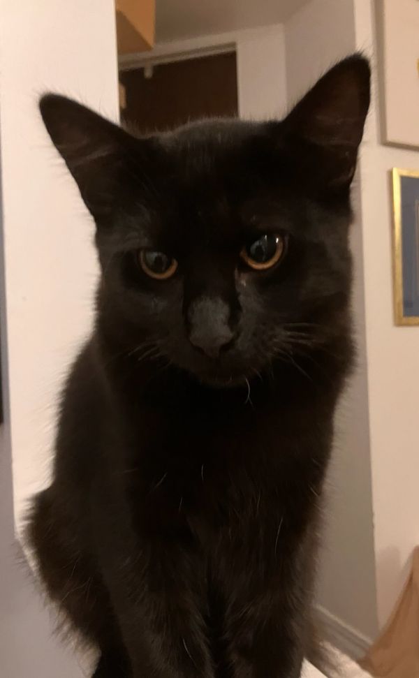 Kai