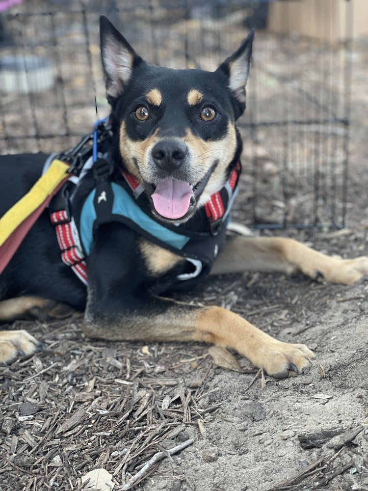 Nico #BAC-A-139431, an adoptable Terrier in Halifax, NS, B3J 3A5 | Photo Image 1