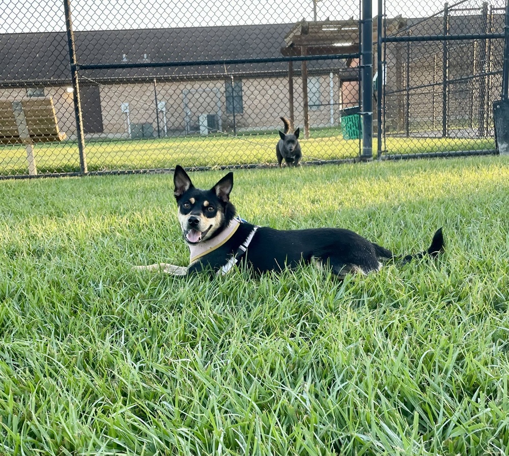 Nico #BAC-A-139431, an adoptable Terrier in Halifax, NS, B3J 3A5 | Photo Image 2