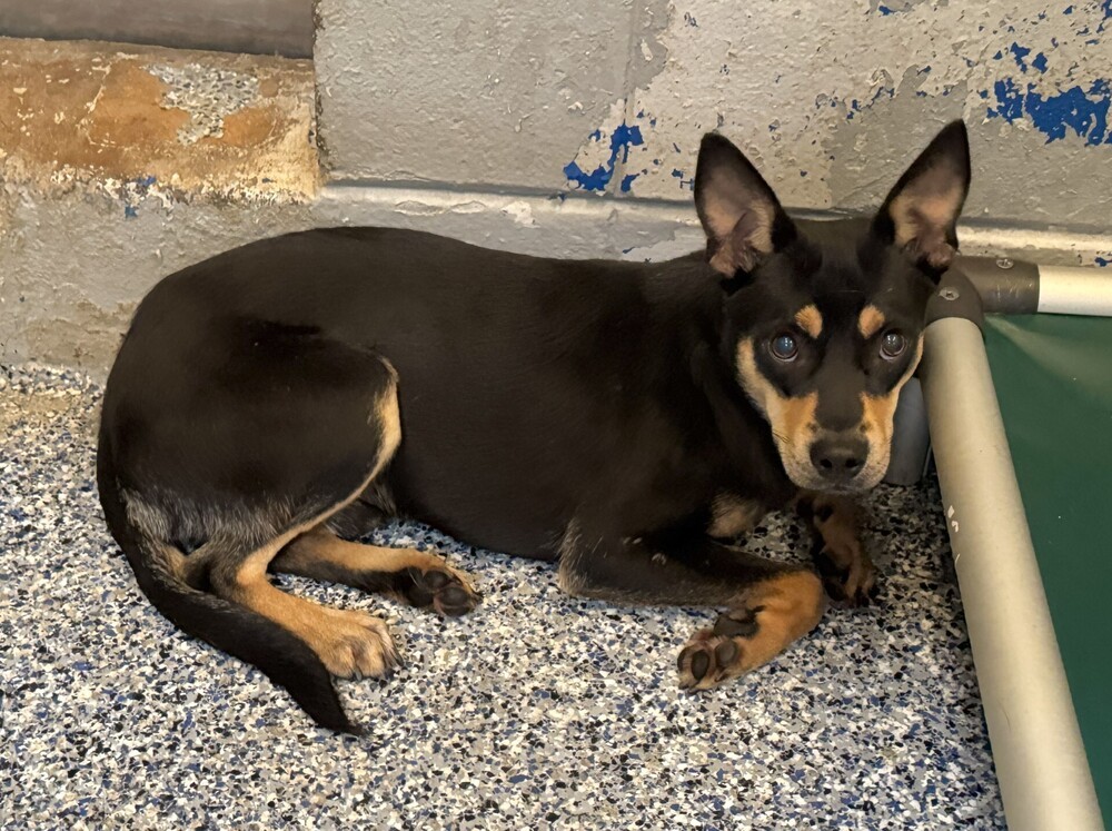 Nico #BAC-A-139431, an adoptable Terrier in Halifax, NS, B3J 3A5 | Photo Image 3