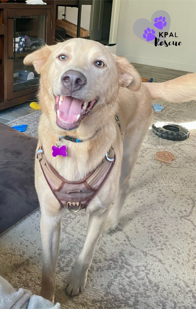 Picard, an adoptable Husky, Mixed Breed in Kenai, AK, 99611 | Photo Image 1