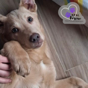 Picard, an adoptable Husky, Mixed Breed in Kenai, AK, 99611 | Photo Image 2