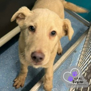 Picard, an adoptable Husky, Mixed Breed in Kenai, AK, 99611 | Photo Image 5