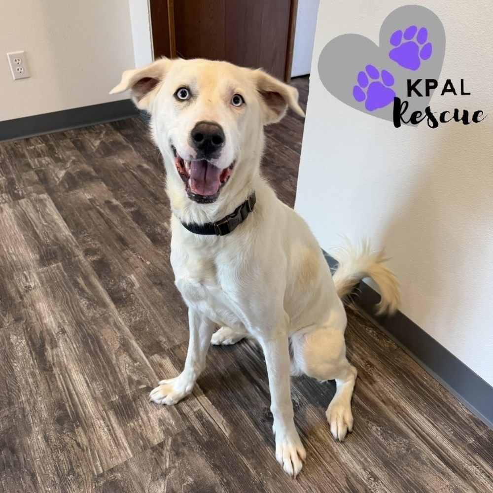 Benny Boy, an adoptable Husky, Mixed Breed in Kenai, AK, 99611 | Photo Image 1