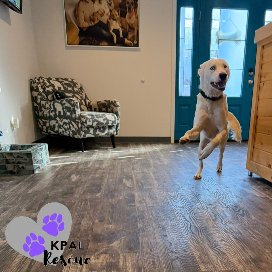 Benny Boy, an adoptable Husky, Mixed Breed in Kenai, AK, 99611 | Photo Image 2