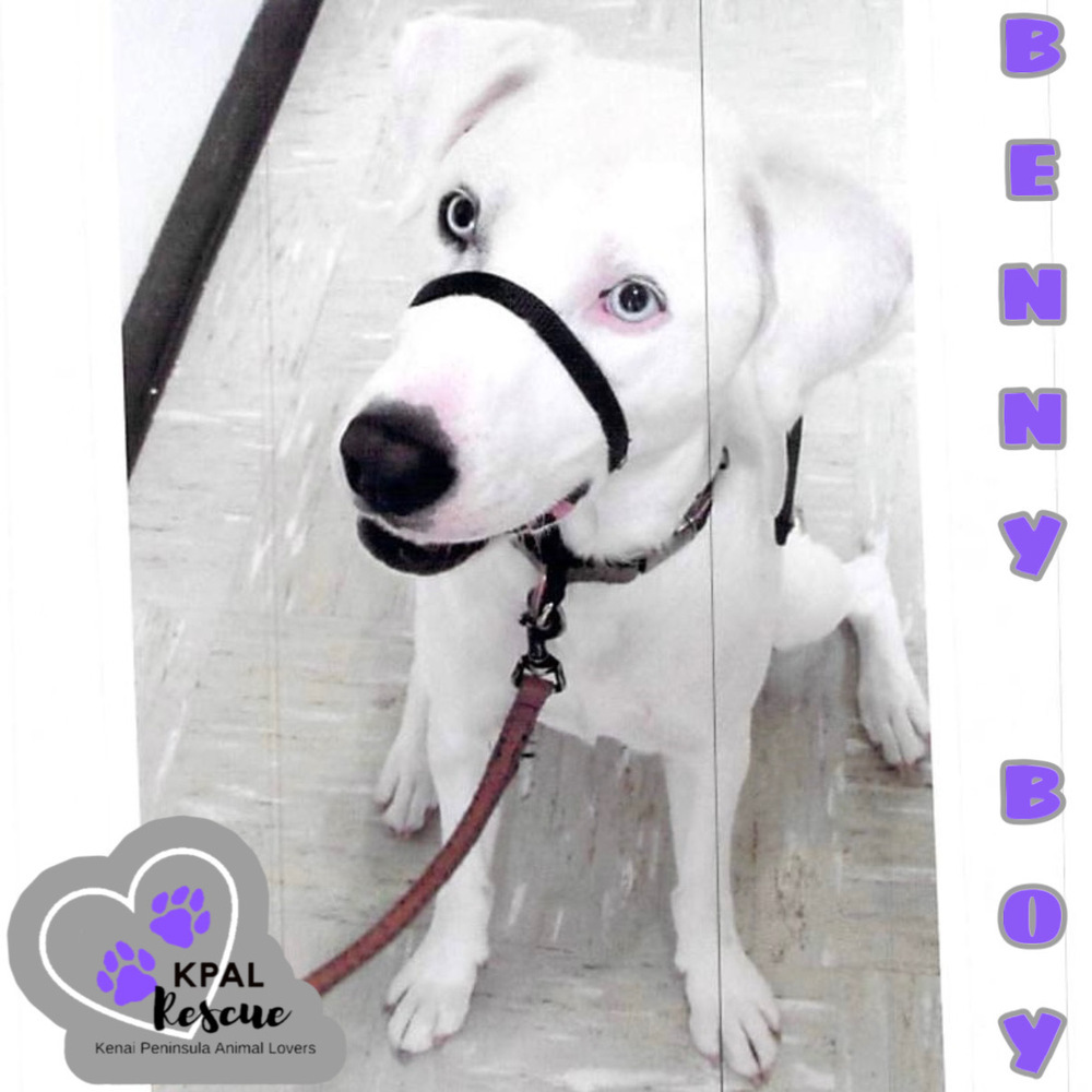 Benny Boy, an adoptable Husky, Mixed Breed in Kenai, AK, 99611 | Photo Image 3