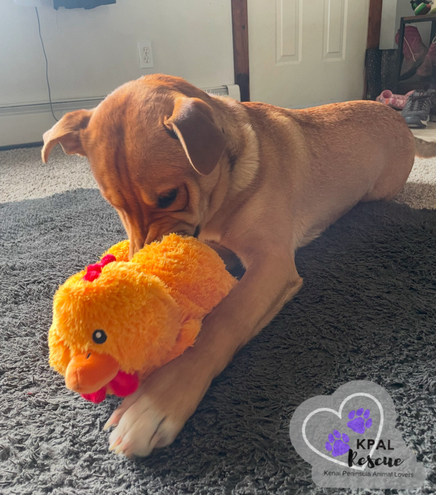 Slayer, an adoptable Labrador Retriever, Mixed Breed in Kenai, AK, 99611 | Photo Image 1