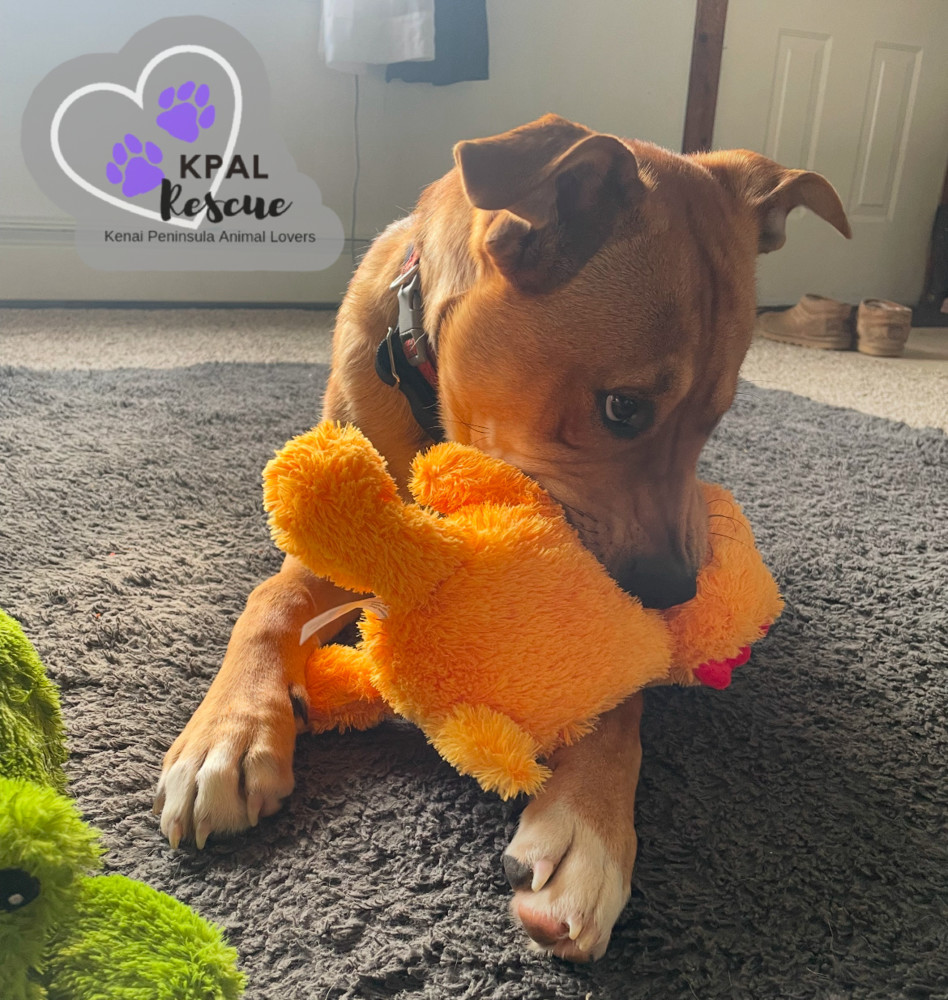 Slayer, an adoptable Labrador Retriever, Mixed Breed in Kenai, AK, 99611 | Photo Image 2