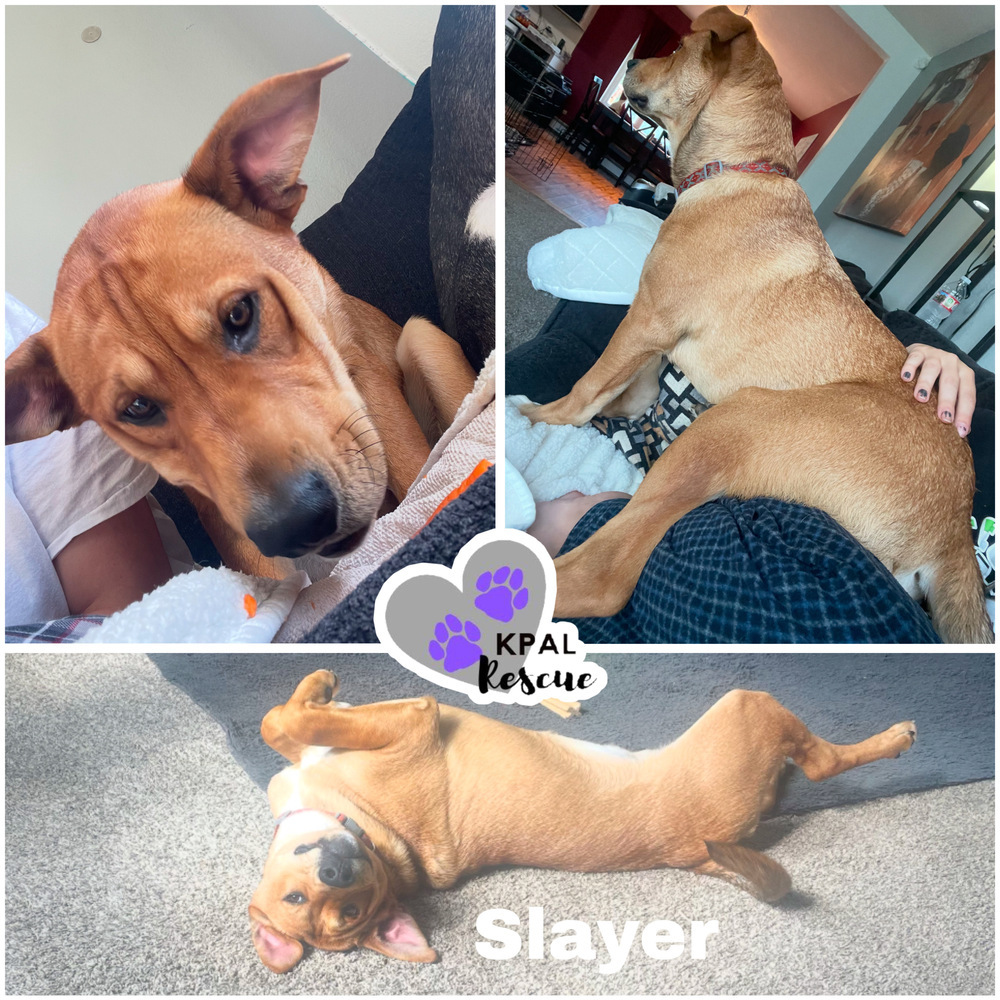 Slayer, an adoptable Labrador Retriever, Mixed Breed in Kenai, AK, 99611 | Photo Image 3