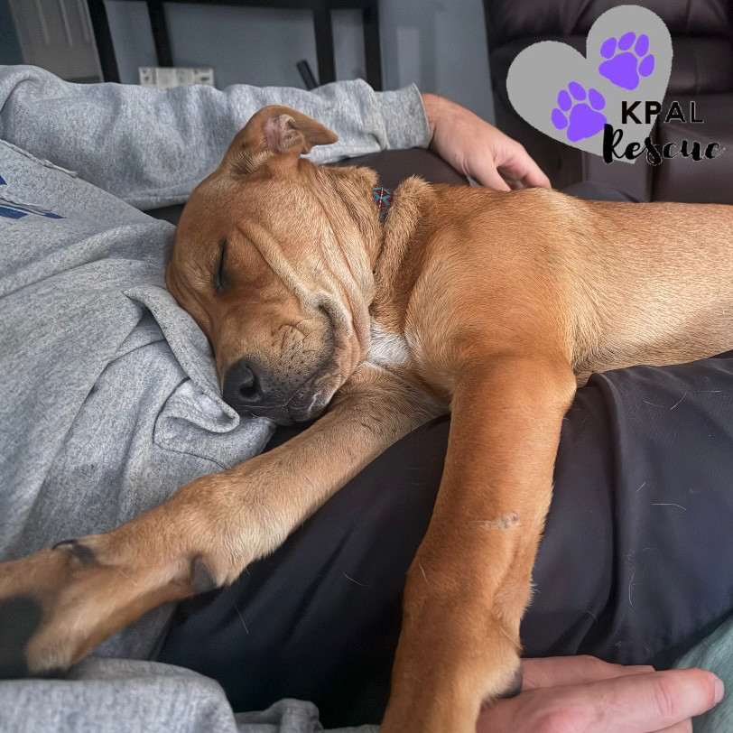 Slayer, an adoptable Labrador Retriever, Mixed Breed in Kenai, AK, 99611 | Photo Image 5