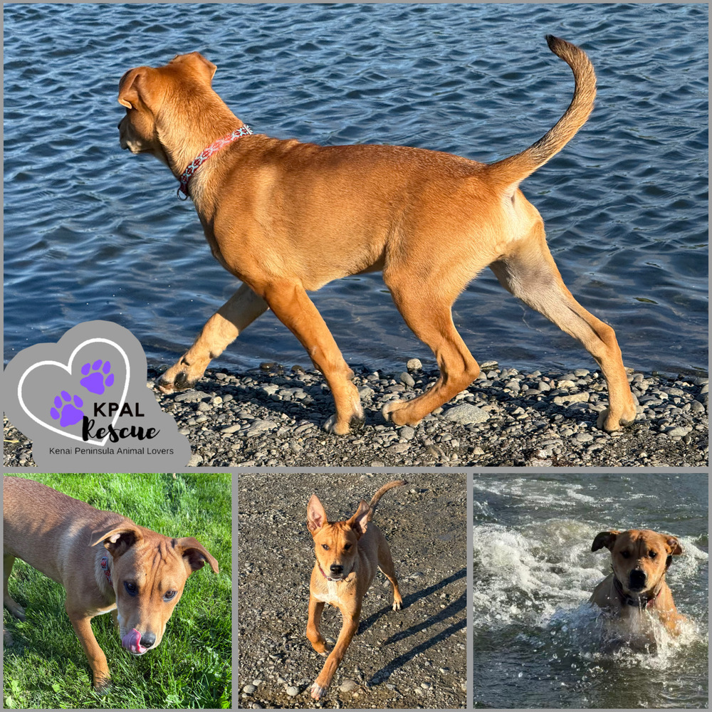 Slayer, an adoptable Labrador Retriever, Mixed Breed in Kenai, AK, 99611 | Photo Image 6