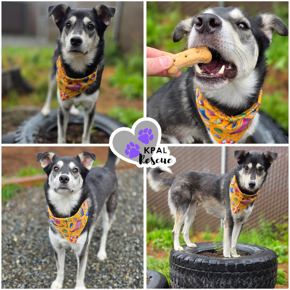 Grumpy, an adoptable Mixed Breed in Kenai, AK, 99611 | Photo Image 1