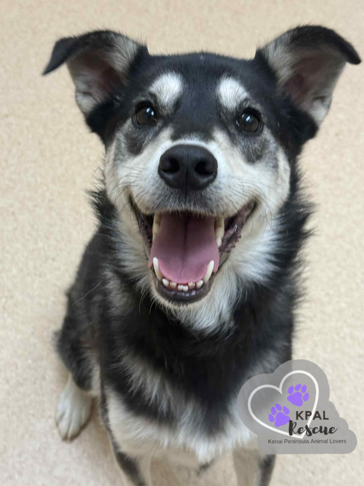 Grumpy, an adoptable Mixed Breed in Kenai, AK, 99611 | Photo Image 2