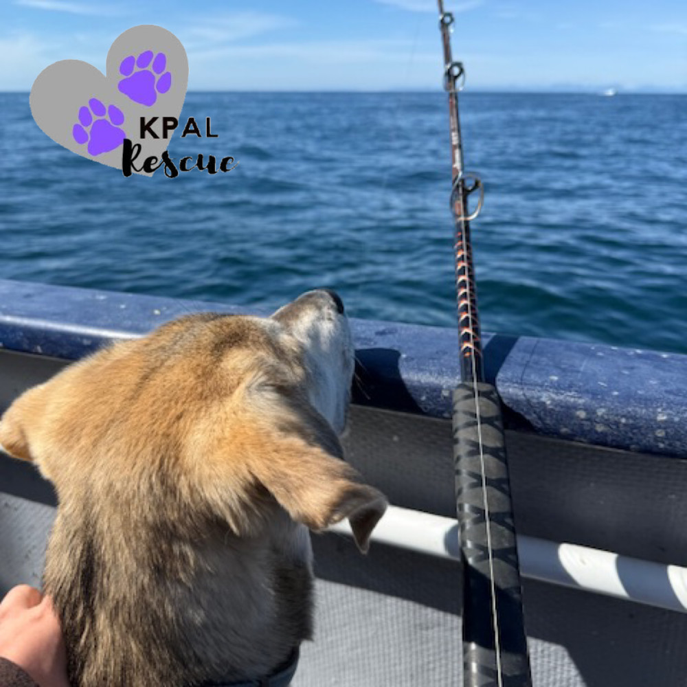 Dakota - States Litter, an adoptable Mixed Breed in Kenai, AK, 99611 | Photo Image 1