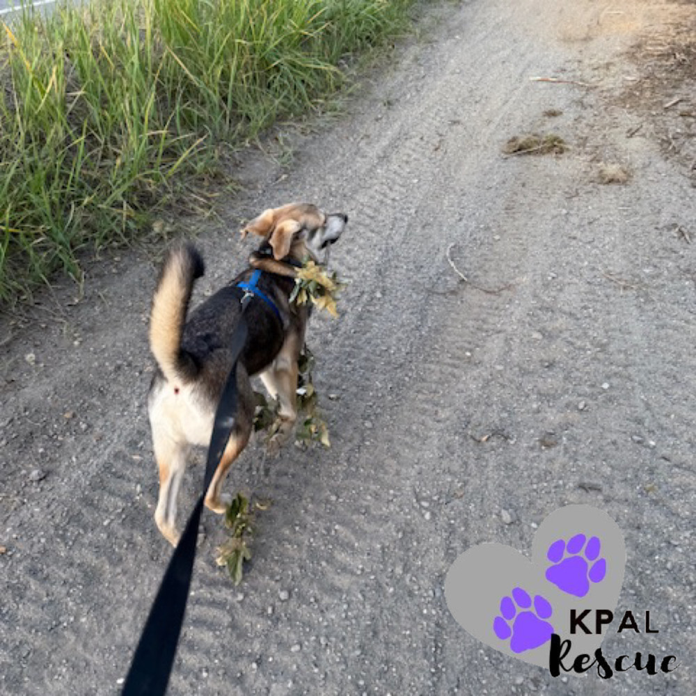 Dakota - States Litter, an adoptable Mixed Breed in Kenai, AK, 99611 | Photo Image 2