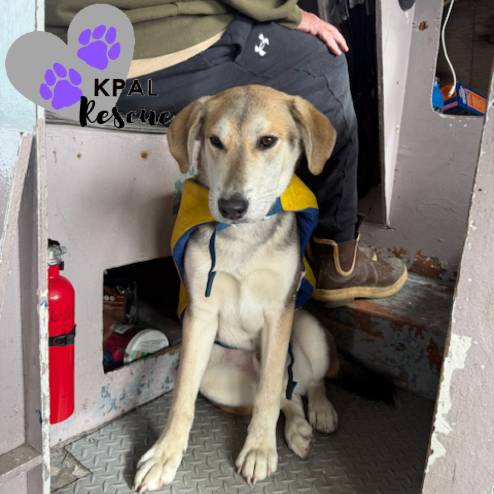 Dakota - States Litter, an adoptable Mixed Breed in Kenai, AK, 99611 | Photo Image 3