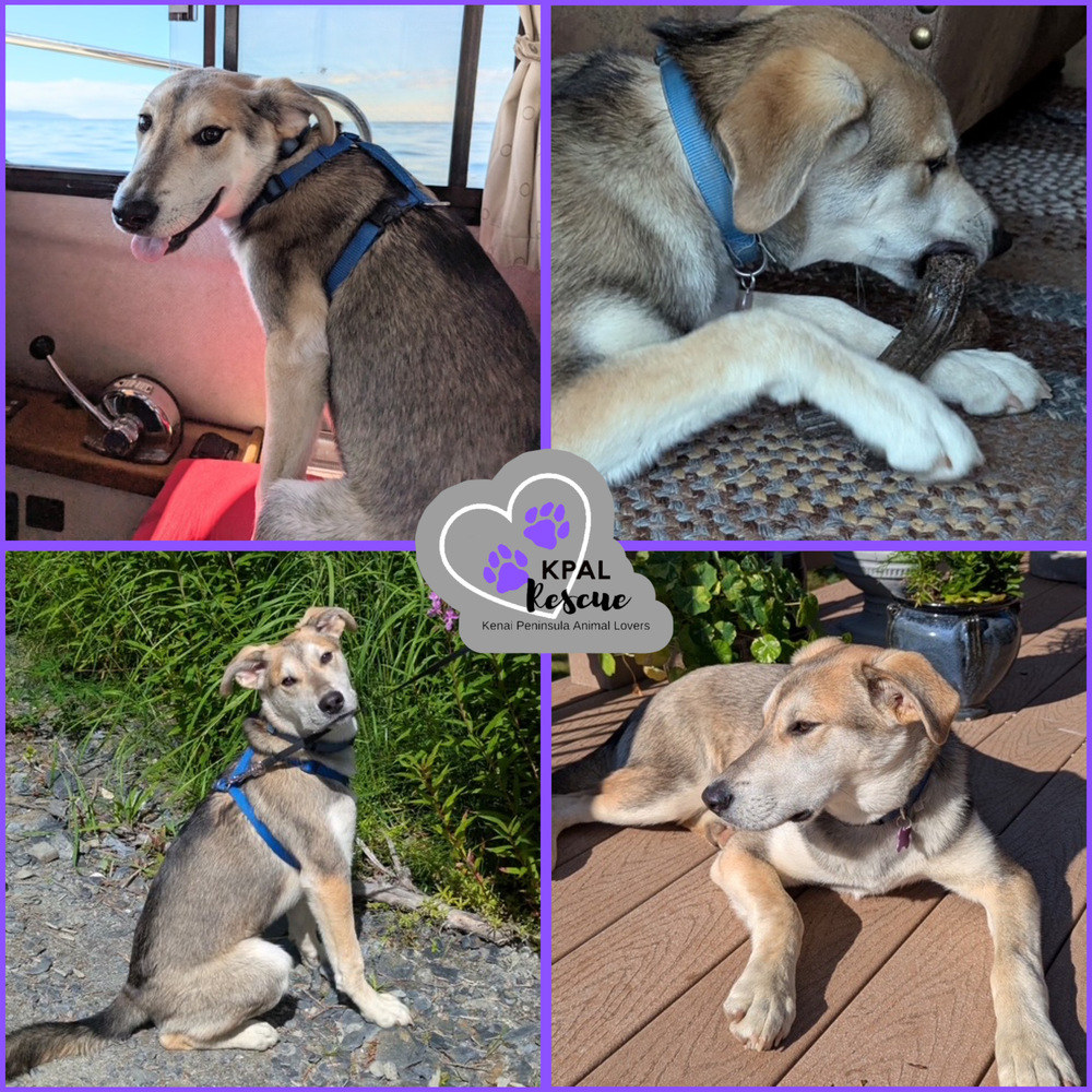 Dakota - States Litter, an adoptable Mixed Breed in Kenai, AK, 99611 | Photo Image 5