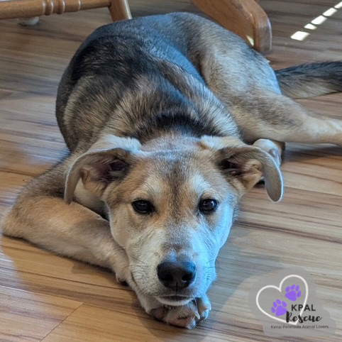 Dakota - States Litter, an adoptable Mixed Breed in Kenai, AK, 99611 | Photo Image 6