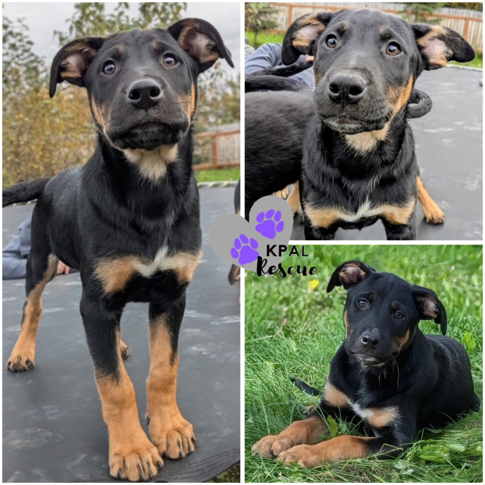 Jiu-Jitsu - Martial Arts Litter, an adoptable Husky, Shepherd in Kenai, AK, 99611 | Photo Image 1