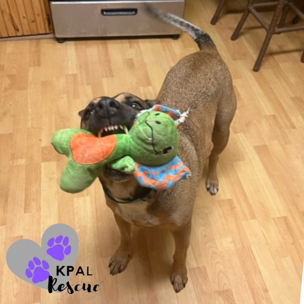 Odie, an adoptable Pit Bull Terrier, Mixed Breed in Kenai, AK, 99611 | Photo Image 1