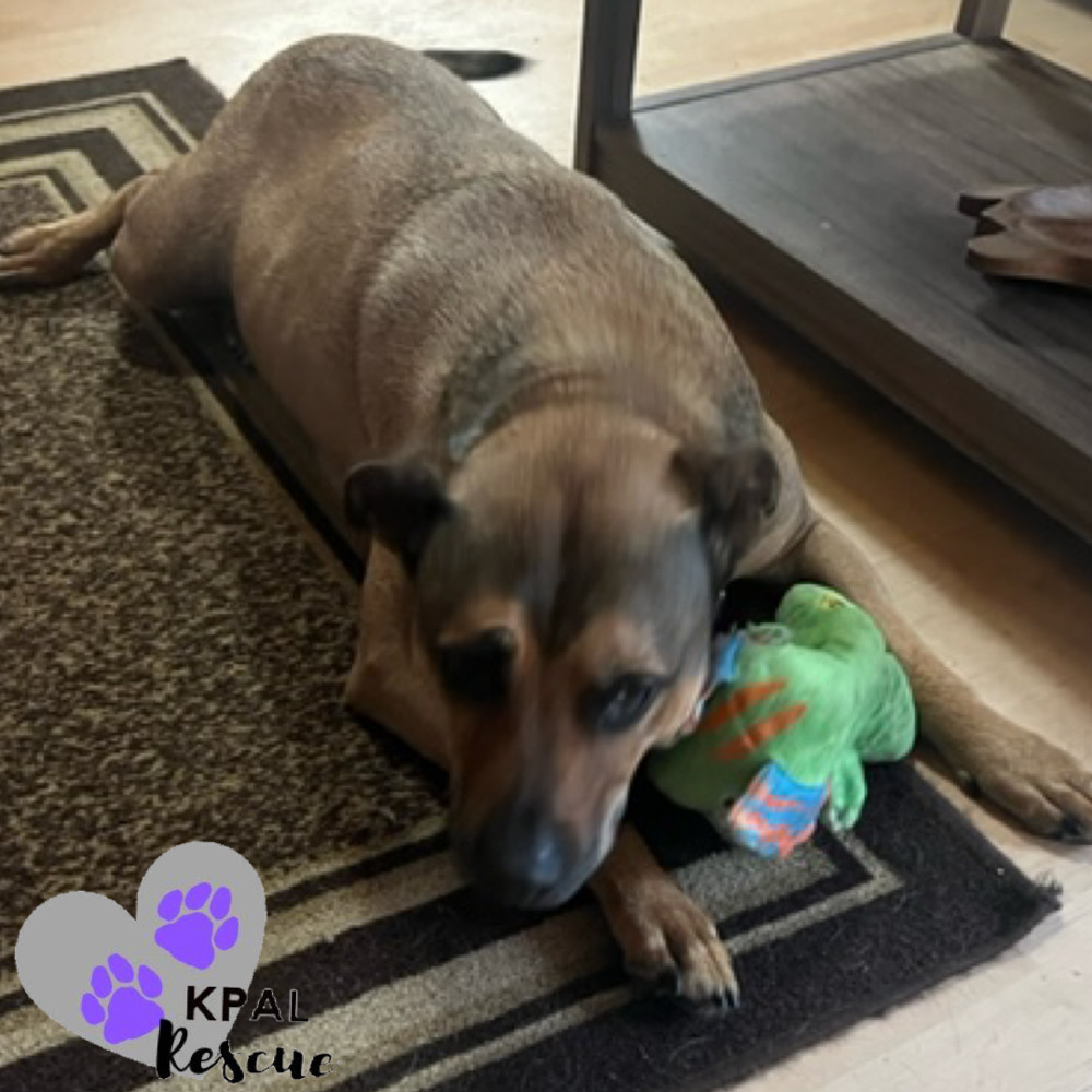 Odie, an adoptable Pit Bull Terrier, Mixed Breed in Kenai, AK, 99611 | Photo Image 2