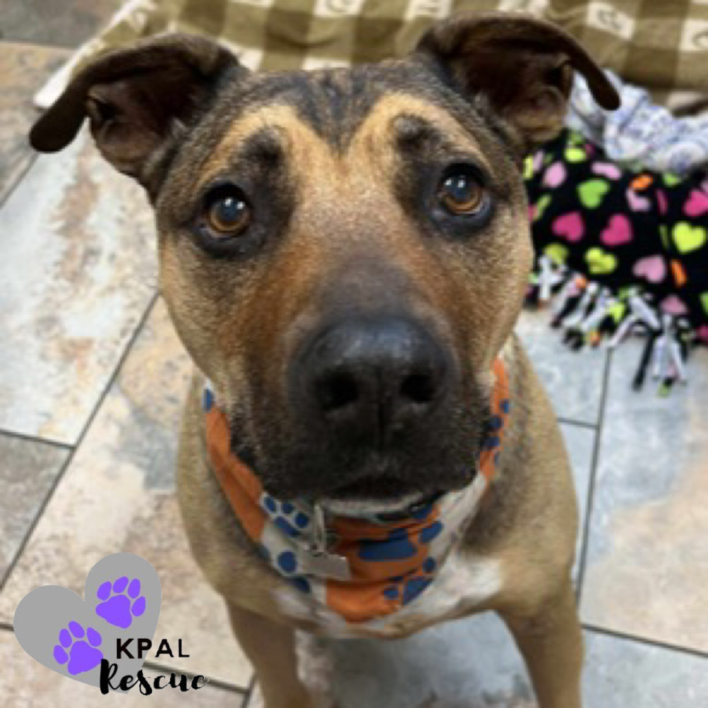 Odie, an adoptable Pit Bull Terrier, Mixed Breed in Kenai, AK, 99611 | Photo Image 3