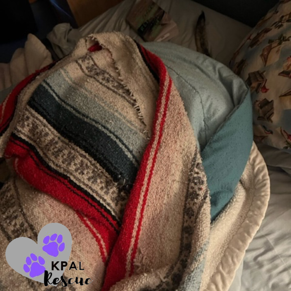 Odie, an adoptable Pit Bull Terrier, Mixed Breed in Kenai, AK, 99611 | Photo Image 4