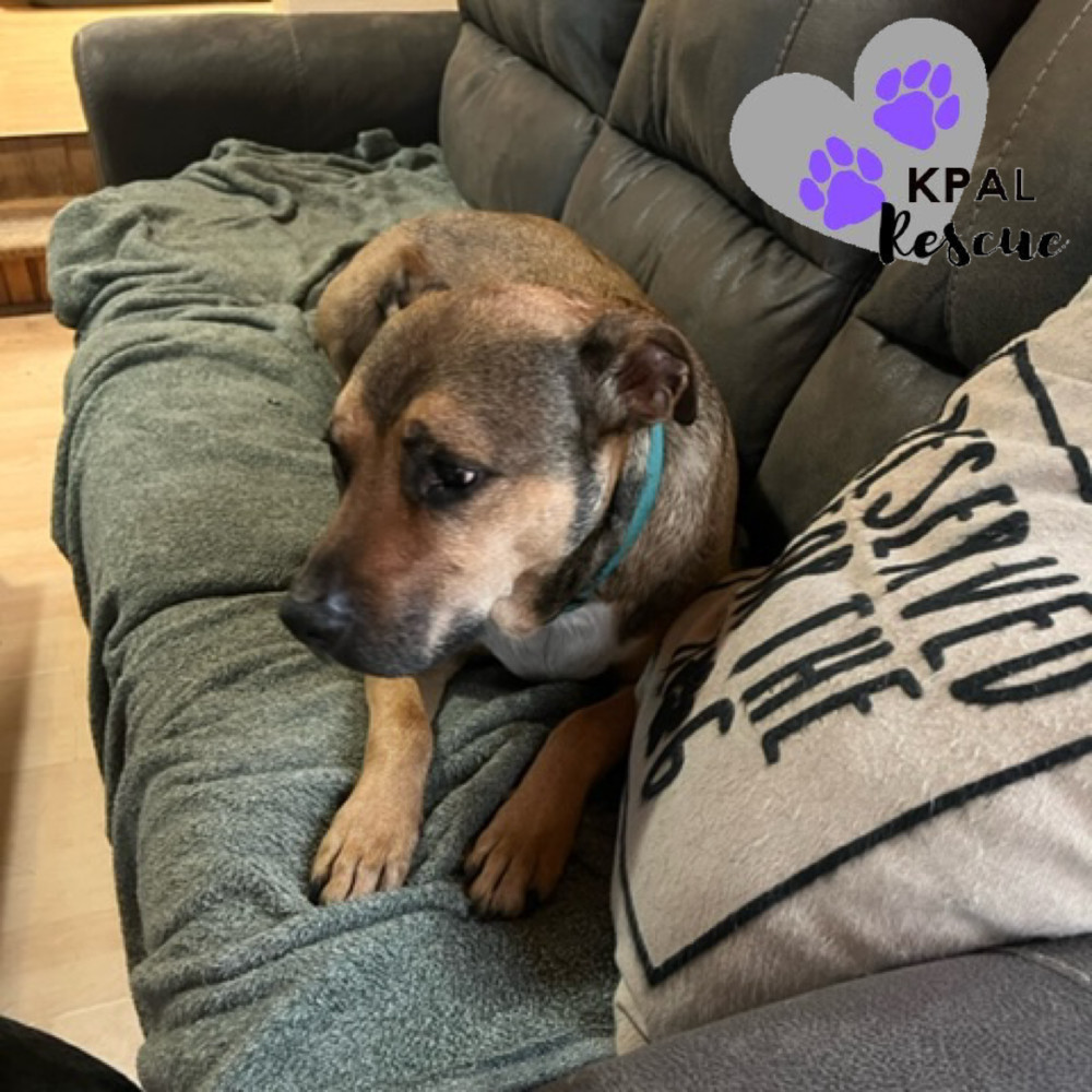 Odie, an adoptable Pit Bull Terrier, Mixed Breed in Kenai, AK, 99611 | Photo Image 5