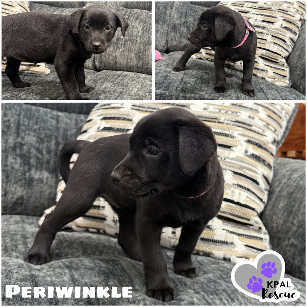 Periwinkle - Purple Litter, an adoptable Mixed Breed in Kenai, AK, 99611 | Photo Image 1