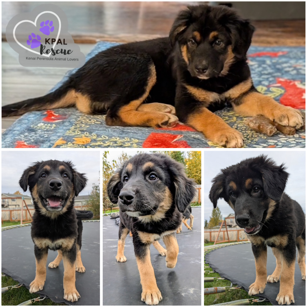 Kendo - Martial Arts Litter, an adoptable Husky, Shepherd in Kenai, AK, 99611 | Photo Image 1