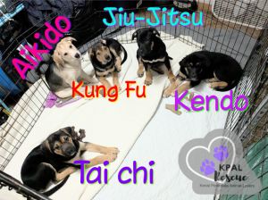 Kung fu - Martial Arts Litter