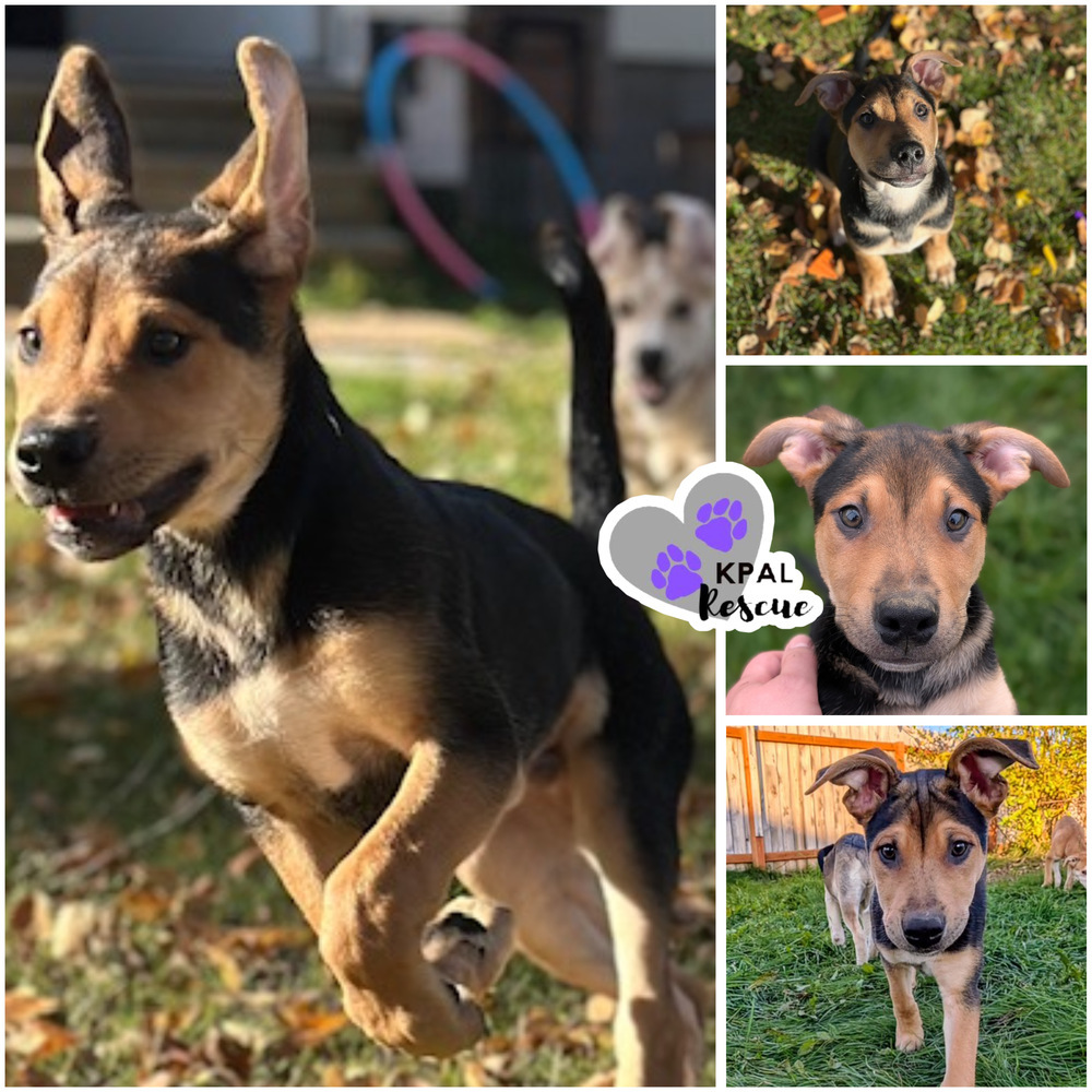 Kung fu - Martial Arts Litter, an adoptable Husky, Shepherd in Kenai, AK, 99611 | Photo Image 2