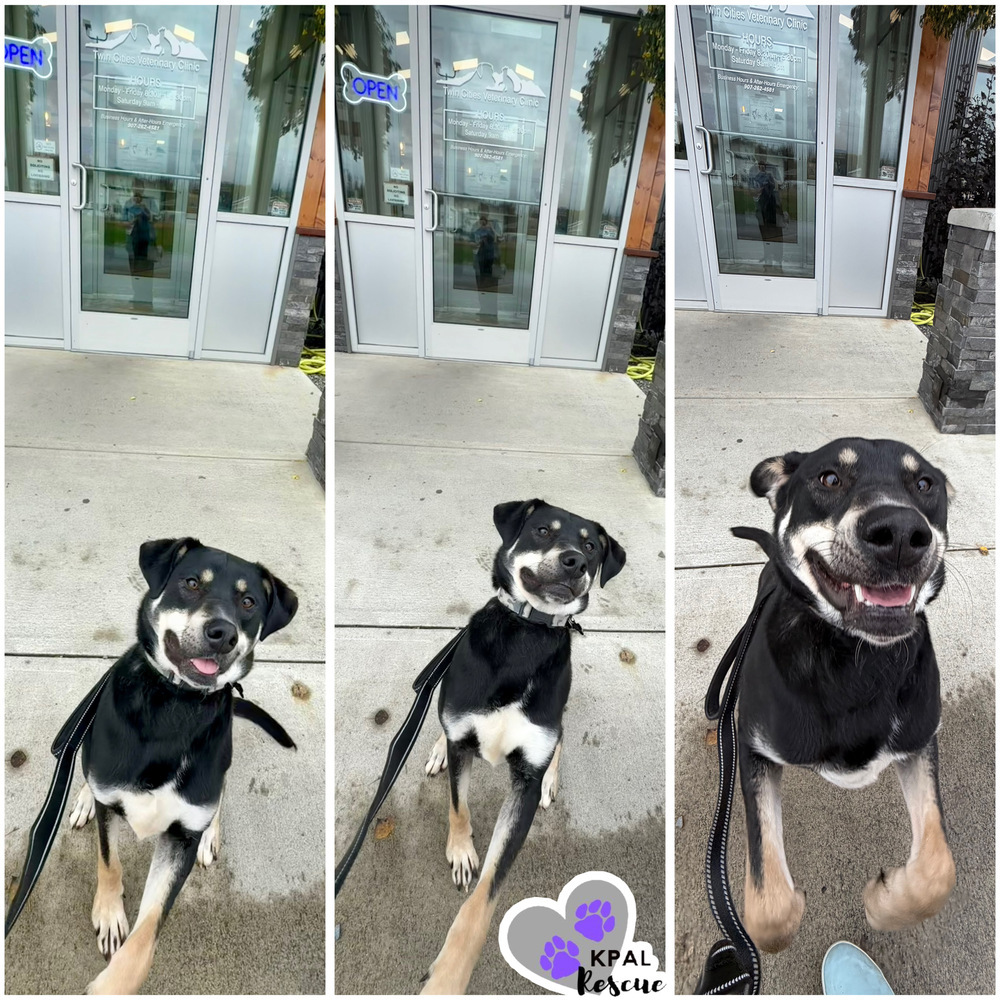 Levis - Blue Jeans Litter, an adoptable Australian Cattle Dog / Blue Heeler, Pit Bull Terrier in Kenai, AK, 99611 | Photo Image 1