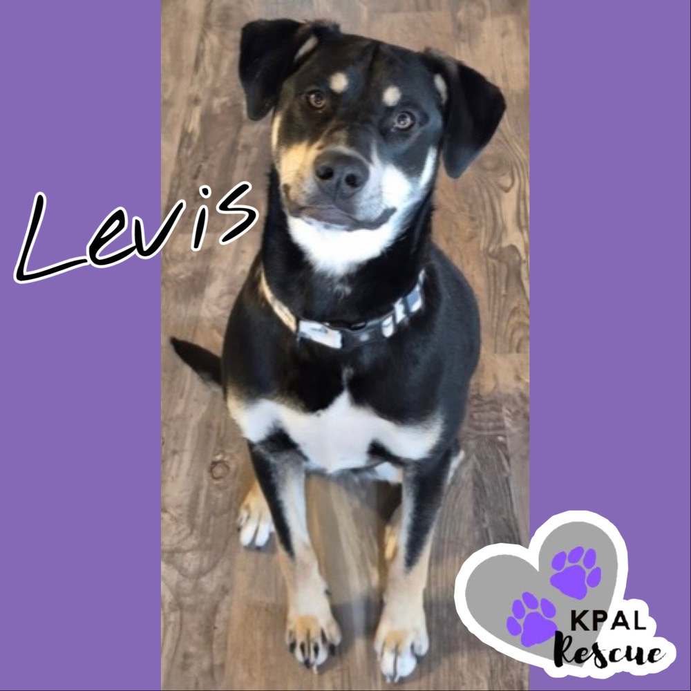 Levis - Blue Jeans Litter, an adoptable Australian Cattle Dog / Blue Heeler, Pit Bull Terrier in Kenai, AK, 99611 | Photo Image 2