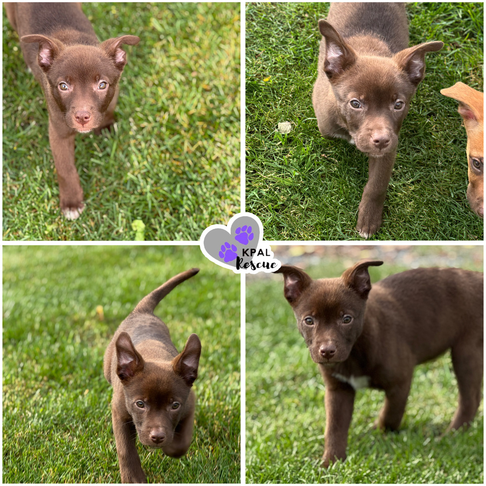 Tostito - Chip Litter, an adoptable Mixed Breed in Kenai, AK, 99611 | Photo Image 1
