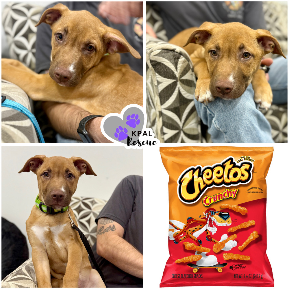 Cheeto - Chip Litter, an adoptable Mixed Breed in Kenai, AK, 99611 | Photo Image 1