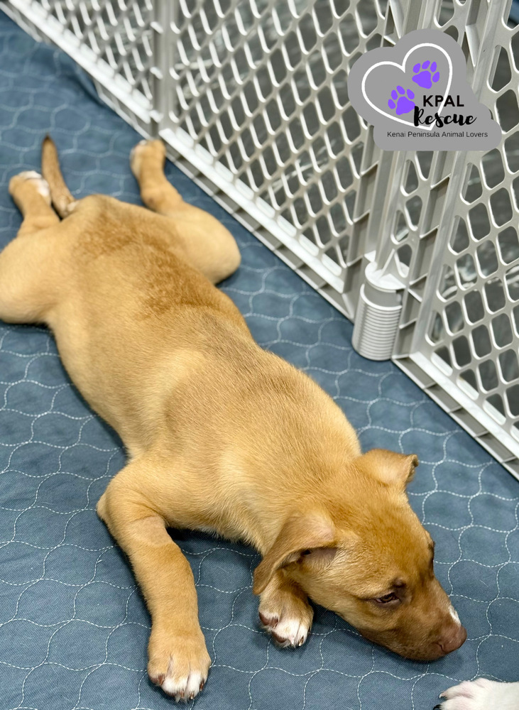 Cheeto - Chip Litter, an adoptable Mixed Breed in Kenai, AK, 99611 | Photo Image 2