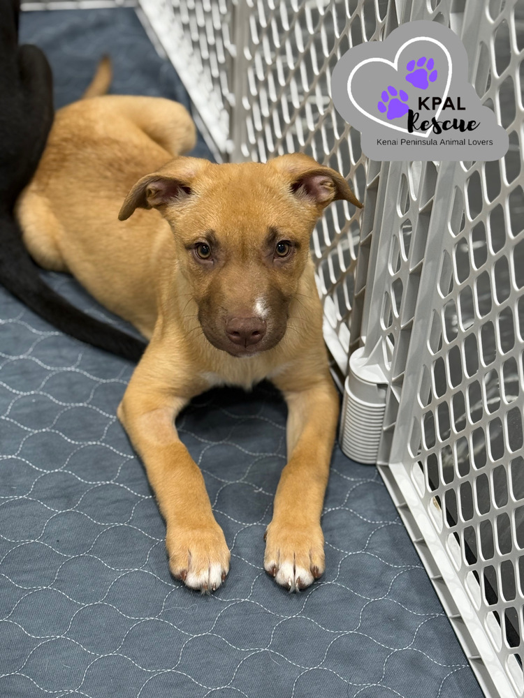 Cheeto - Chip Litter, an adoptable Mixed Breed in Kenai, AK, 99611 | Photo Image 3