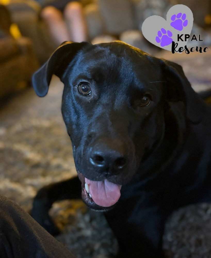 Jameson - Irish Drinks Litter, an adoptable Mixed Breed in Kenai, AK, 99611 | Photo Image 1