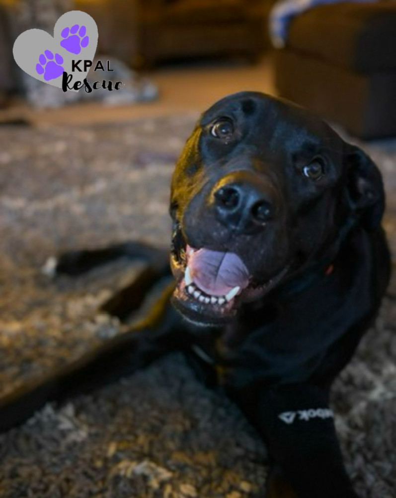 Jameson - Irish Drinks Litter, an adoptable Mixed Breed in Kenai, AK, 99611 | Photo Image 2