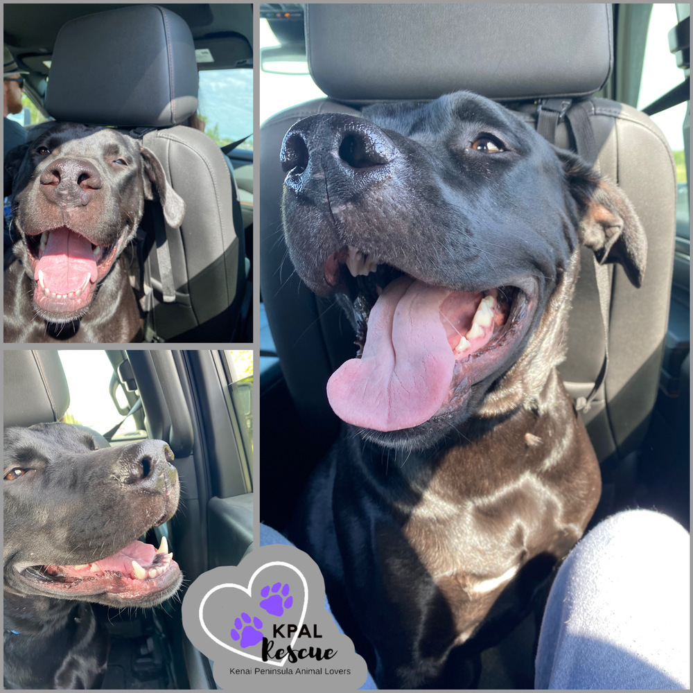 Jameson - Irish Drinks Litter, an adoptable Mixed Breed in Kenai, AK, 99611 | Photo Image 3